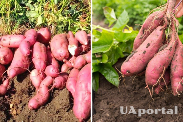 Як правильно вирощувати батат: поради городників