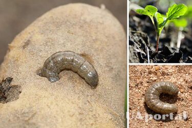 Може знищити все на городі: як боротися з совками, ефективні методи