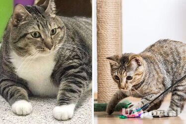 Що робити, щоб кіт схуд