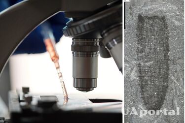 У Великій Британії знайшли скам'янілі очі та мозок істот віком 462 мільйони років