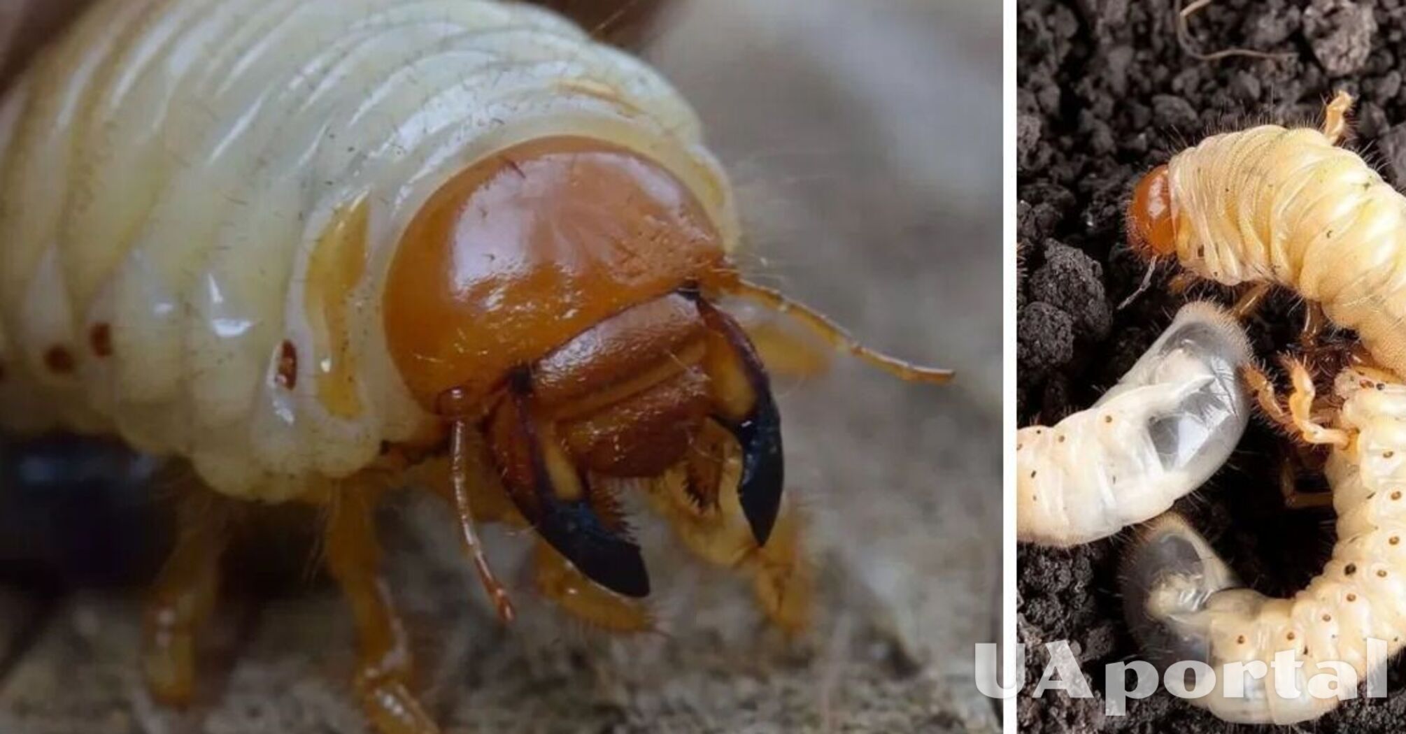 Головне – вчасно знищити: як боротися з борозняком на городі та в саду