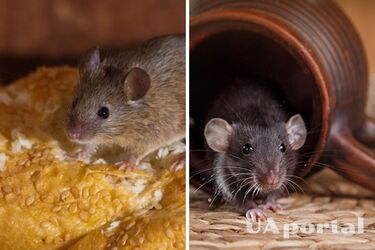 Mint and ammonia: how to get rid of mice in the house