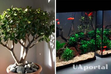 Привлекают богатство: какие вещи следует обязательно держать в доме