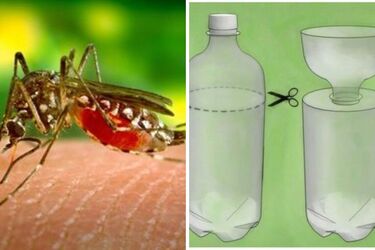 Пластикова пляшка та приманка: як зробити пастку для комарів та мух