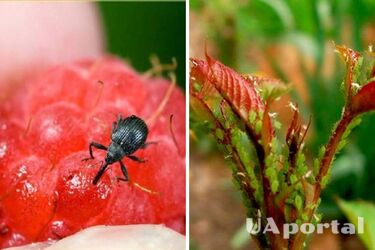 Зола та пахучі трави: як боротись із малиново-суничним довгоносиком