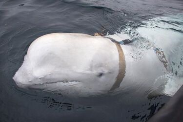 У побережья Швеции заметили таинственного кита-шпиона (фото) 