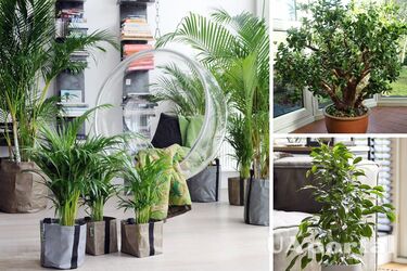 Растения, которые растут на высоких температур