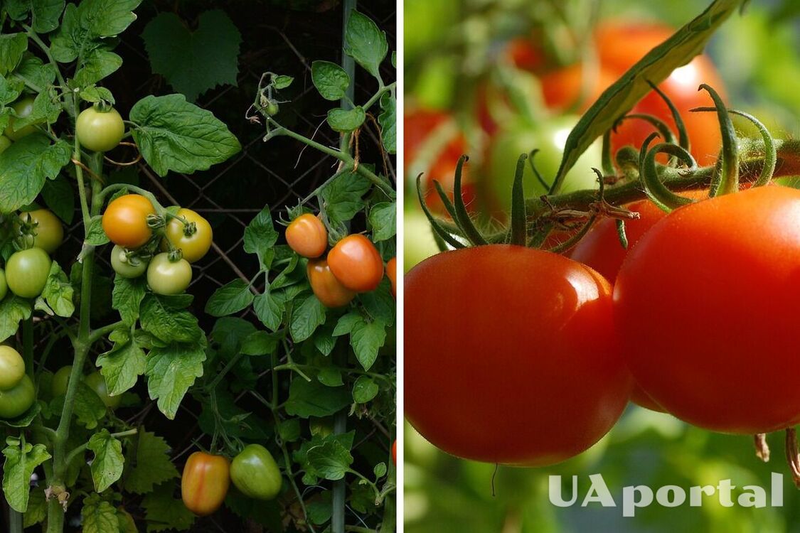 Как защитить помидоры от болезней: советы садоводов