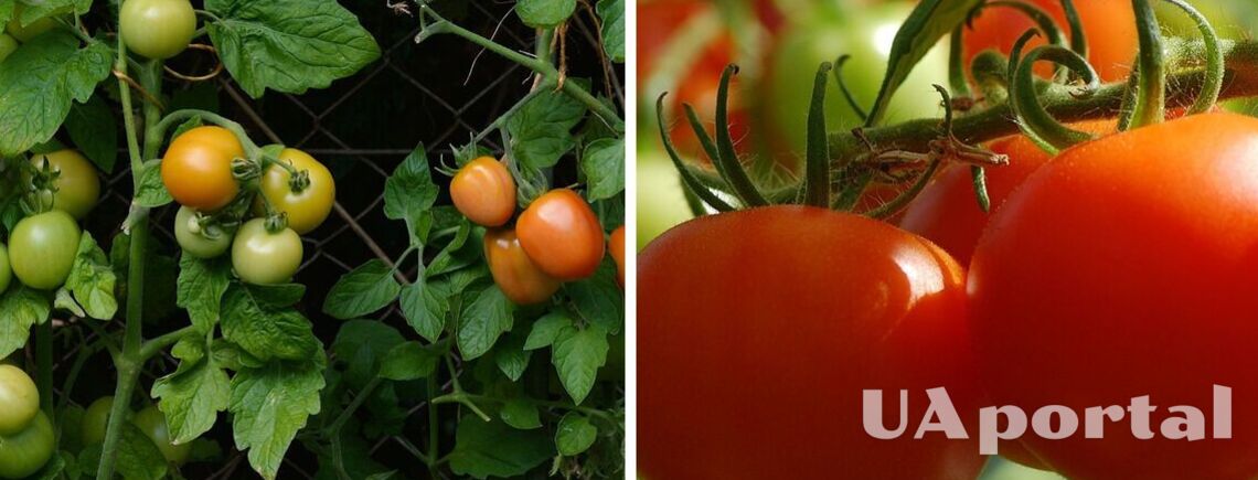 Як захистити помідори від хвороб: поради садівників