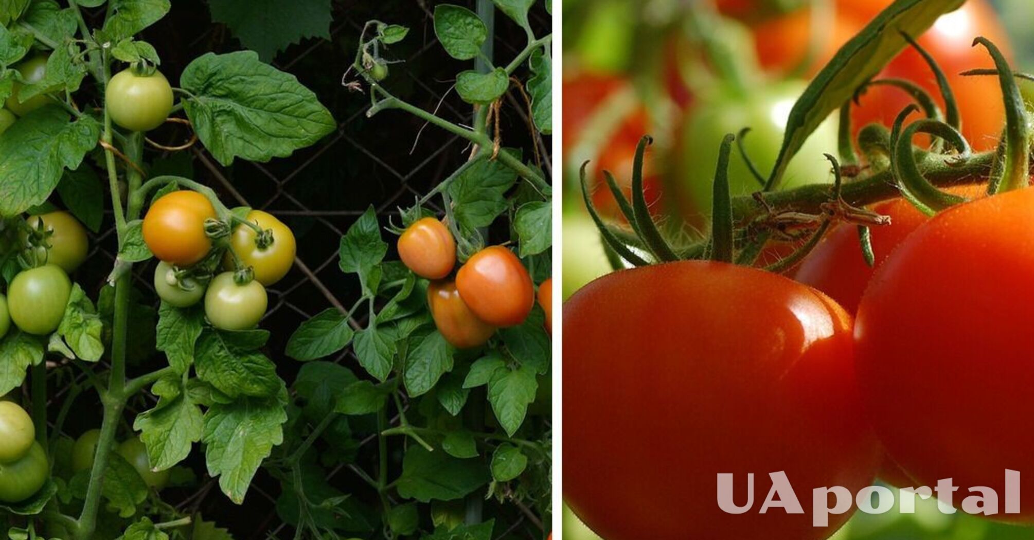 Как защитить помидоры от болезней: советы садоводов