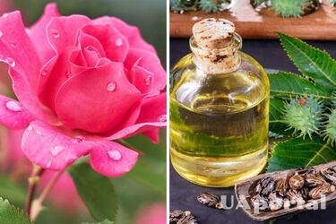 Троянди цвістимуть пишно: рицинова олія для підживлення квітів