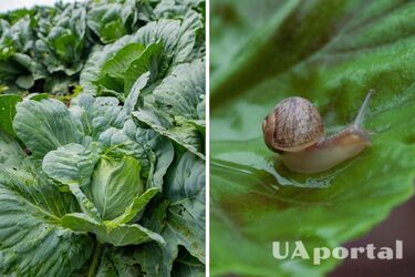 Как избавиться от улиток на огороде - два натуральных средства, чтобы выгнать улиток из капусты и других растений