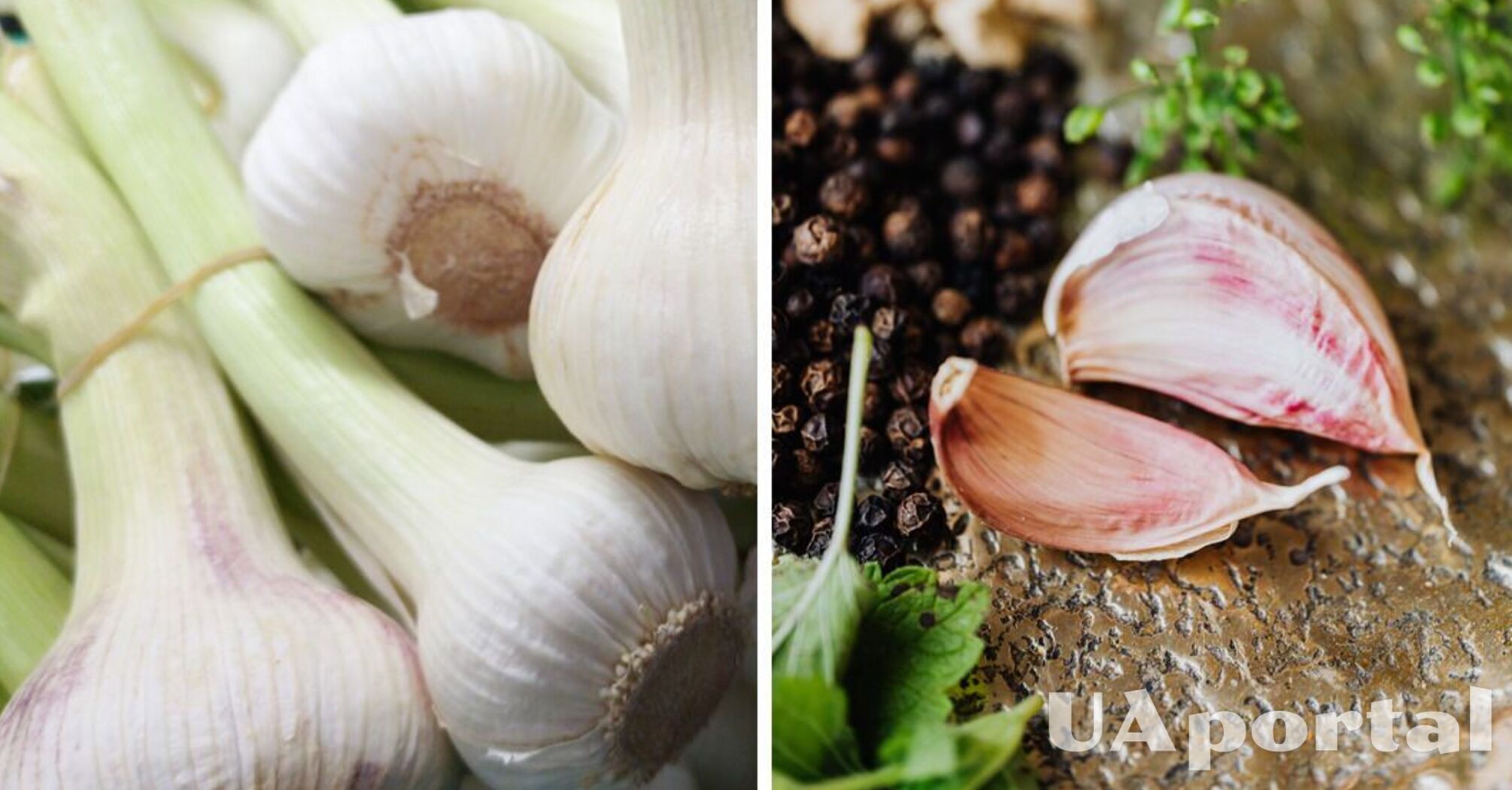 How to store garlic: five ways that really work 