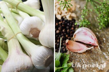 How to store garlic correctly - is it possible to freeze garlic