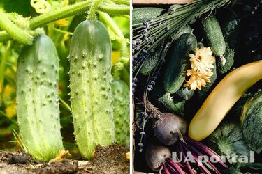 Как нельзя хранить огурцы – что делать, чтобы дольше сохранить огурцы свежими и хрустящими