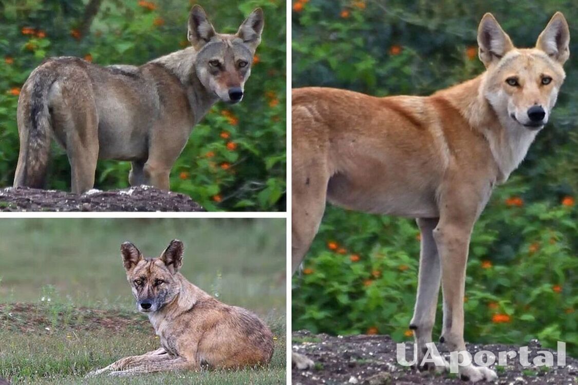 A wolf-dog hybrid documented for the first time in India (photo)