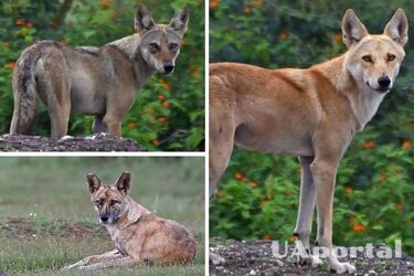 Scientists from India document the existence of a grey wolf-dog hybrid