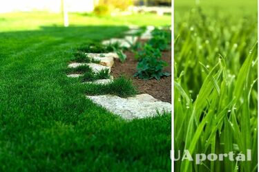 How to fertilise the soil for growing grass on the lawn