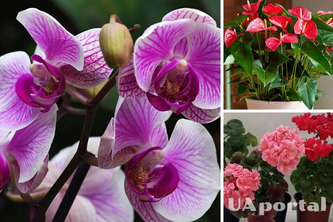 A real interior decoration: The most striking flowers to grow at home are named
