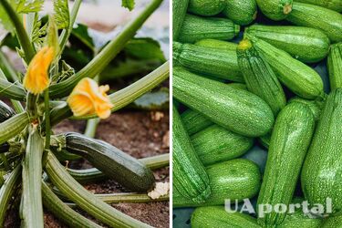 Засіб для підживлення кабачків - чим підживлювати кабачки влітку, щоб вони не гнили
