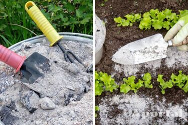 Розкисляє грунт та розпушує землю: способи використання попелу на городі 