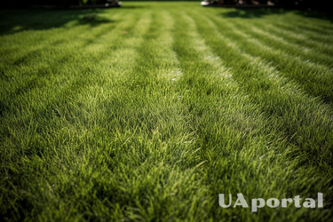 Как правильно ухаживать за газоном