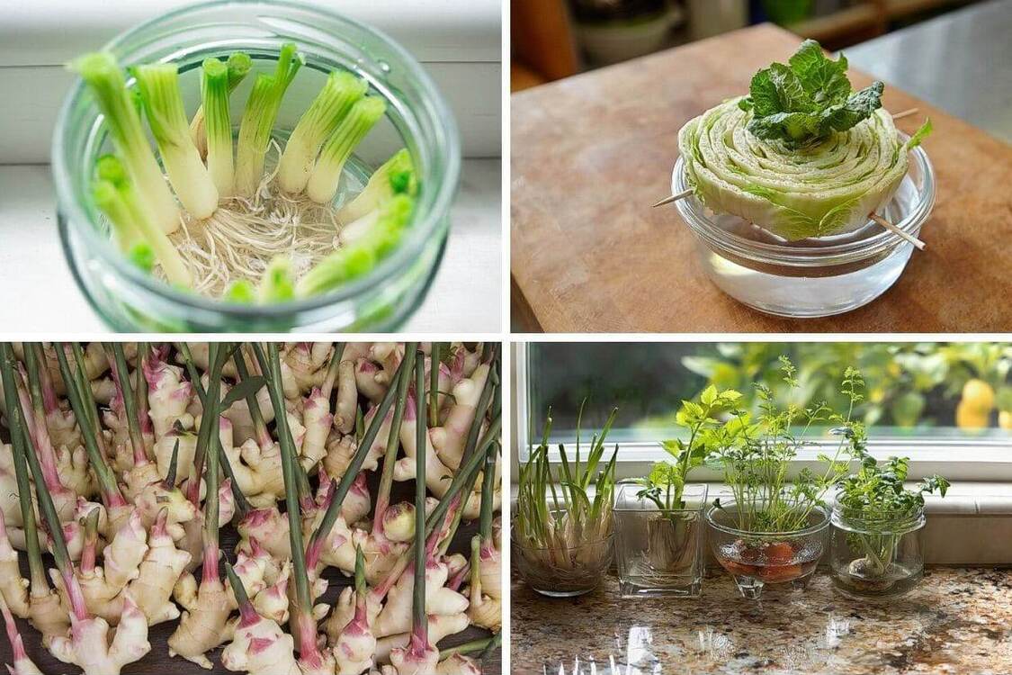 Fresh herbs from waste: How to sprout plants from leftovers by dipping the roots in water