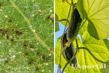 Як захистити огірки від павутинного кліща: секрети дачників