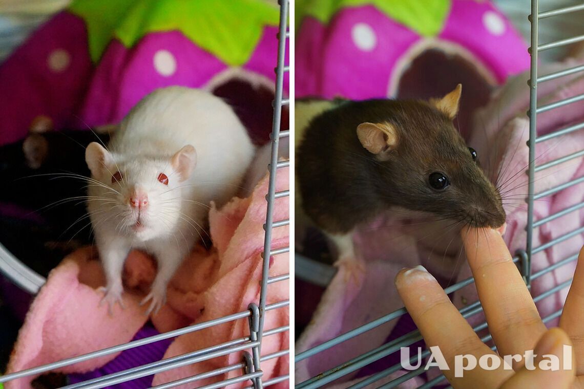The best friend of kids: Why you should choose a rat as a pet