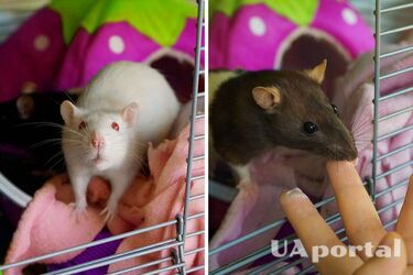 Почему крысы лучшие домашние питомцы для детей