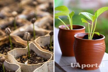 Как прорастить семена комнатных растений и вырастить их