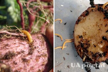 Хитрость с салатом: как бороться с дротянкой на огороде