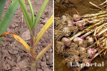 Какие причины пожелтения чеснока и методы борьбы с ними