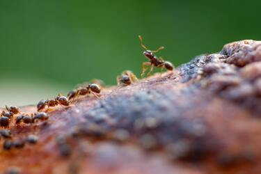 Не санітари саду, а шкідники: чому мурах потрібно позбуватися