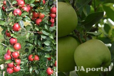 Соберете большой урожай: чем нужно возделывать яблоню, чтобы было много плодов