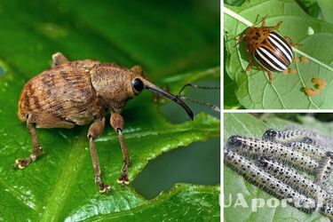 Рейтинг найбільш небезпечних садових шкідників та методи боротьби з ними