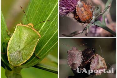 Щитник, або 'клоп вонючка': як захистити ягоди в саду від шкідника