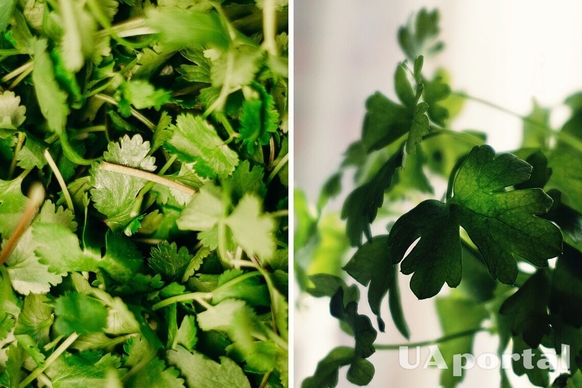 How to keep parsley fresh for a long time - the five best ways to store parsley