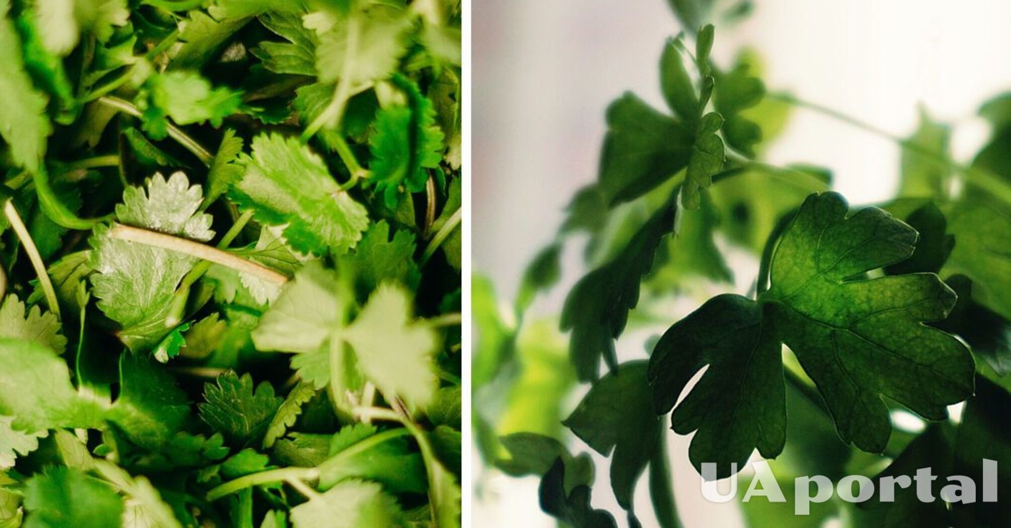 How to keep parsley fresh for a long time: the best ways proven over the years
