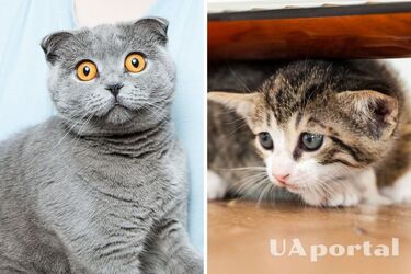 Почему кот боится гостей