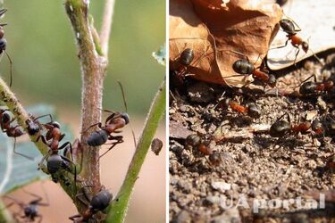 Как избавиться от муравьев на огороде и в саду