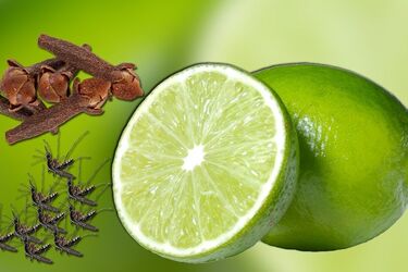 Як зробити репелент для комарів