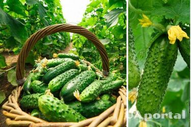 Как хранить огурцы, чтобы они не портились и не гнили