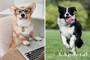 Как понять насколько умная собака