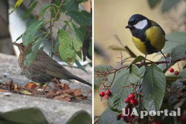 Как отпугнуть птиц из сада и огорода