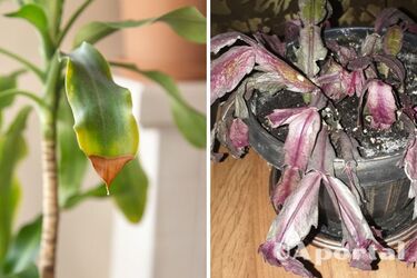 Як врятувати вмираючу кімнатну рослину