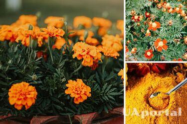 Не только для красоты: как бархатцы можно использовать для приготовления блюд