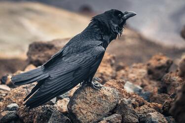 Чому треба рахувати ворон на вулиці і що означає, якщо їх сім