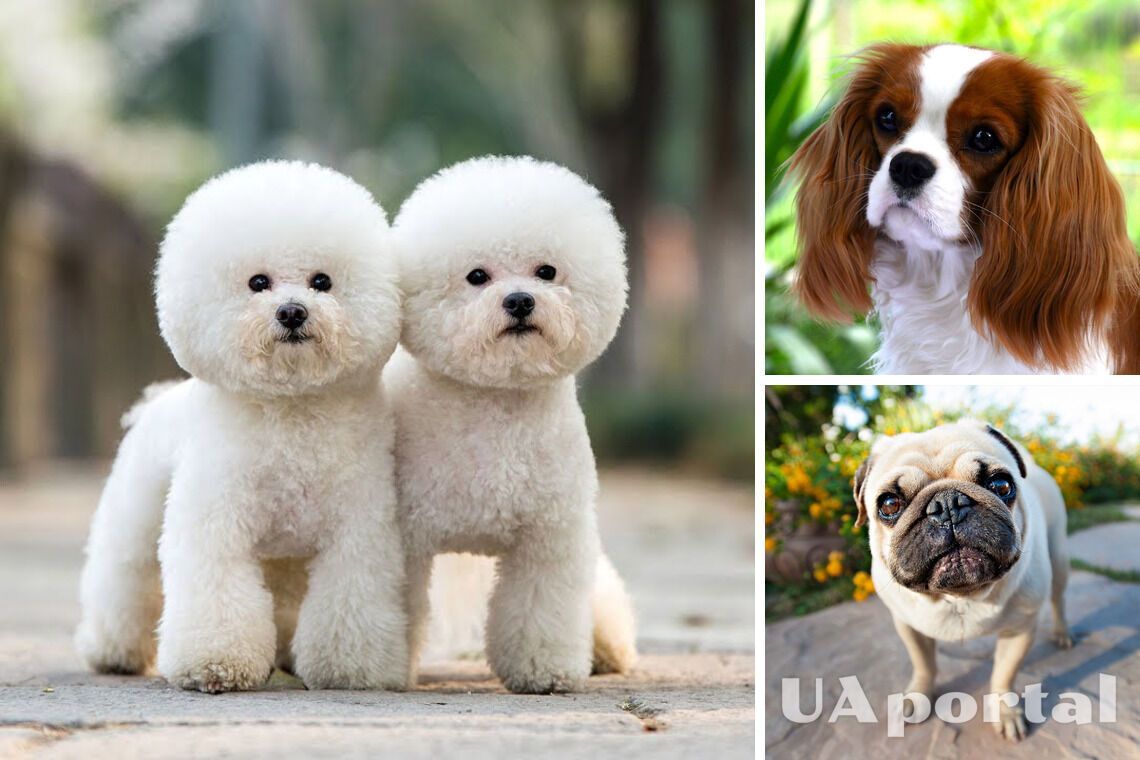 Which dog breeds are the cutest