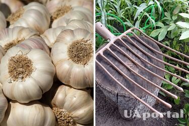 Как увеличить головки чеснока: интересный лайфхак с вилами